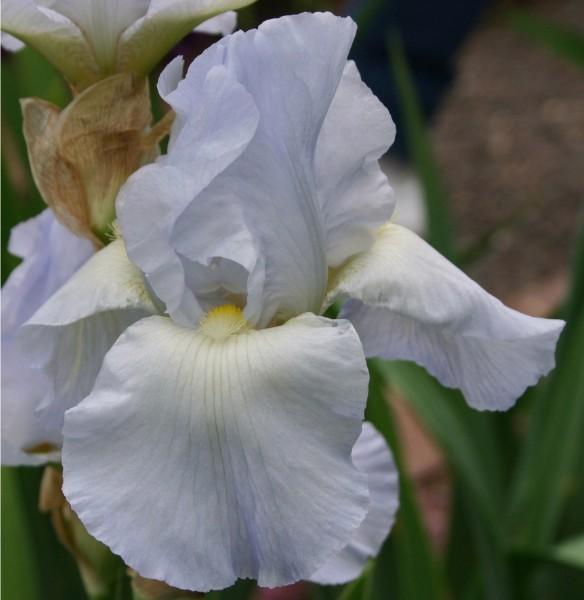 Photo of Tall Bearded Iris (Iris 'Helen McGregor') uploaded by avmoran