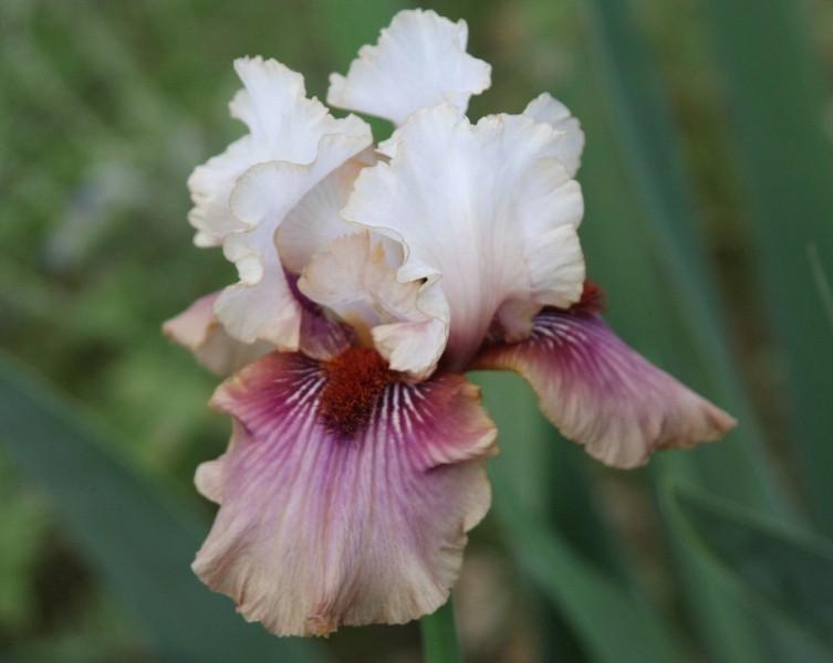 Photo of Tall Bearded Iris (Iris 'Have a Goodun') uploaded by avmoran