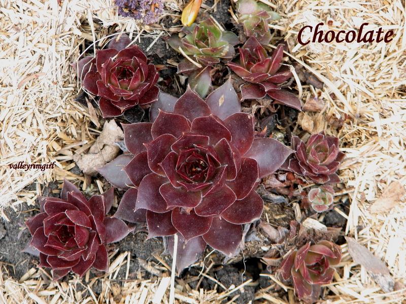 Photo of Hen and Chicks (Sempervivum marmoreum 'Chocolate') uploaded by valleyrimgirl