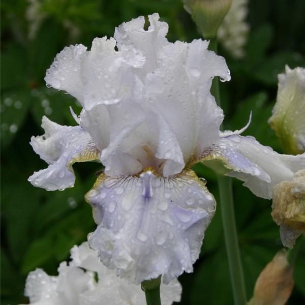 Photo of Tall Bearded Iris (Iris 'Hoptoit') uploaded by avmoran