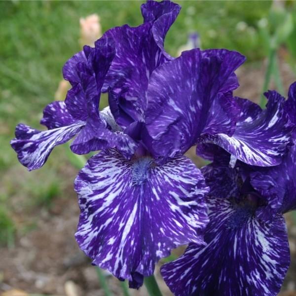 Photo of Tall Bearded Iris (Iris 'Jumpin Jack Flash') uploaded by avmoran