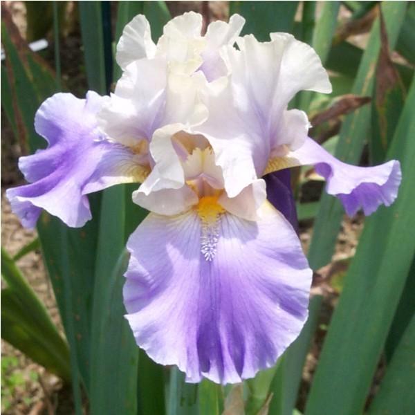 Photo of Tall Bearded Iris (Iris 'In Your Dreams') uploaded by avmoran