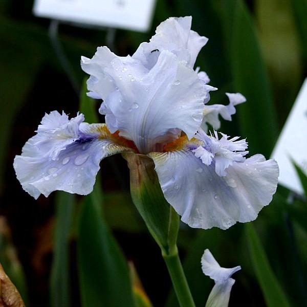 Photo of Tall Bearded Iris (Iris 'Ice for Brice') uploaded by avmoran
