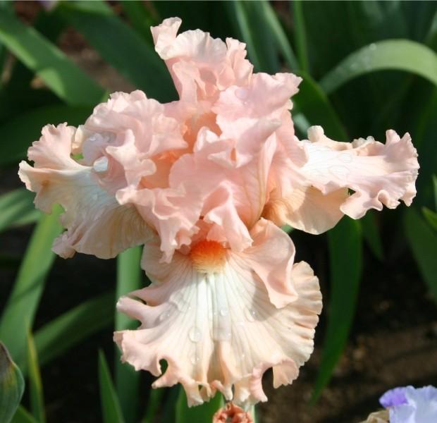 Photo of Tall Bearded Iris (Iris 'Kitty Kay') uploaded by avmoran