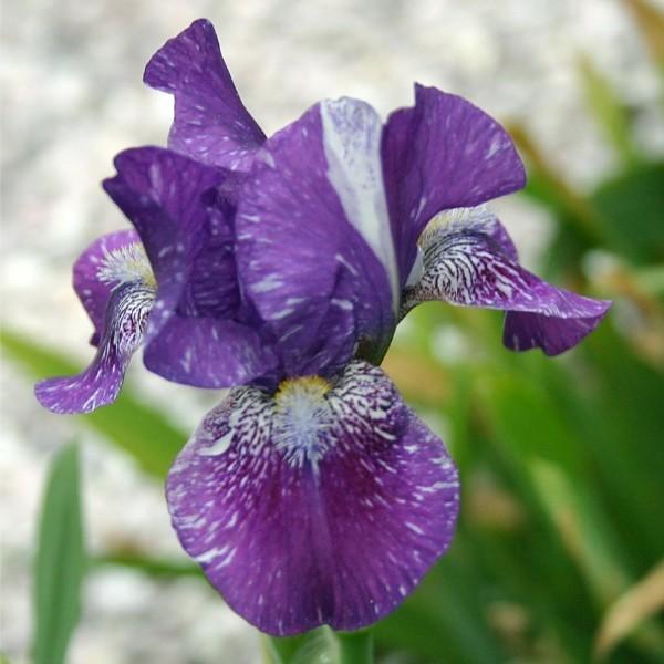 Photo of Intermediate Bearded Iris (Iris 'Hubbub') uploaded by avmoran