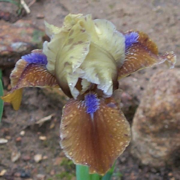 Photo of Standard Dwarf Bearded Iris (Iris 'Indian Pow Wow') uploaded by avmoran