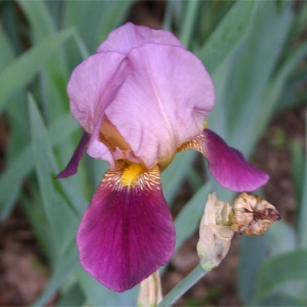 Photo of Tall Bearded Iris (Iris 'Indian Chief') uploaded by avmoran