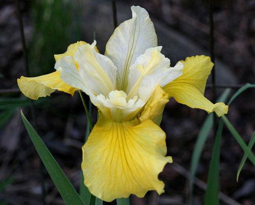 Photo of Siberian Iris (Iris 'Laugh Out Loud') uploaded by MShadow