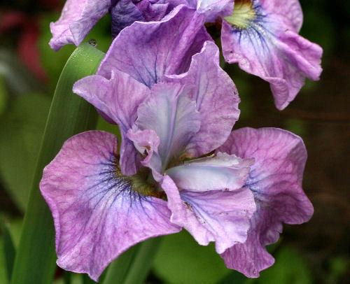 Photo of Siberian Iris (Iris 'Very Victorian') uploaded by MShadow