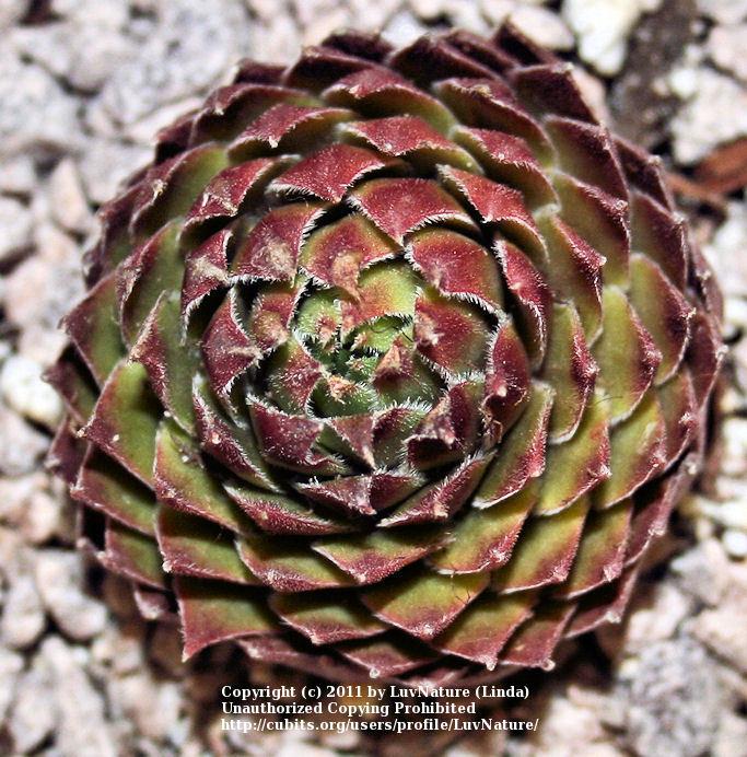 Photo of Hen and Chicks (Sempervivum 'Red Higham') uploaded by LuvNature
