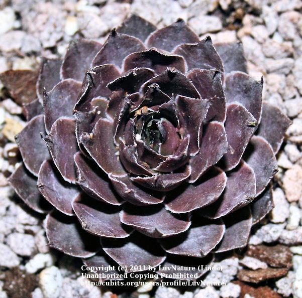 Photo of Hen and Chicks (Sempervivum 'Virgil Ford') uploaded by LuvNature