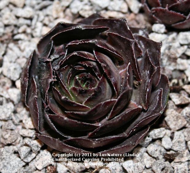 Photo of Hen and Chicks (Sempervivum 'Cavo Doro') uploaded by LuvNature