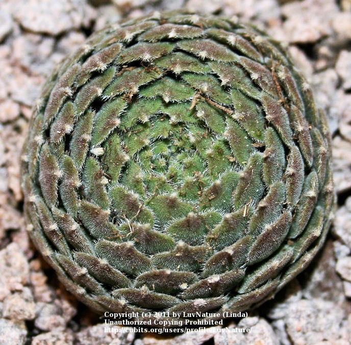 Photo of Hen and Chicks (Sempervivum 'Ginnies Delight') uploaded by LuvNature