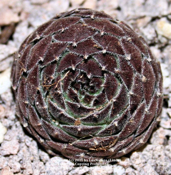 Photo of Hen and Chicks (Sempervivum 'Hester') uploaded by LuvNature
