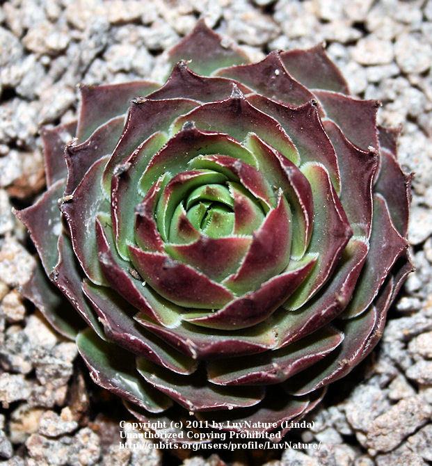Photo of Hen and Chicks (Sempervivum 'Peterson's Ornatum') uploaded by LuvNature