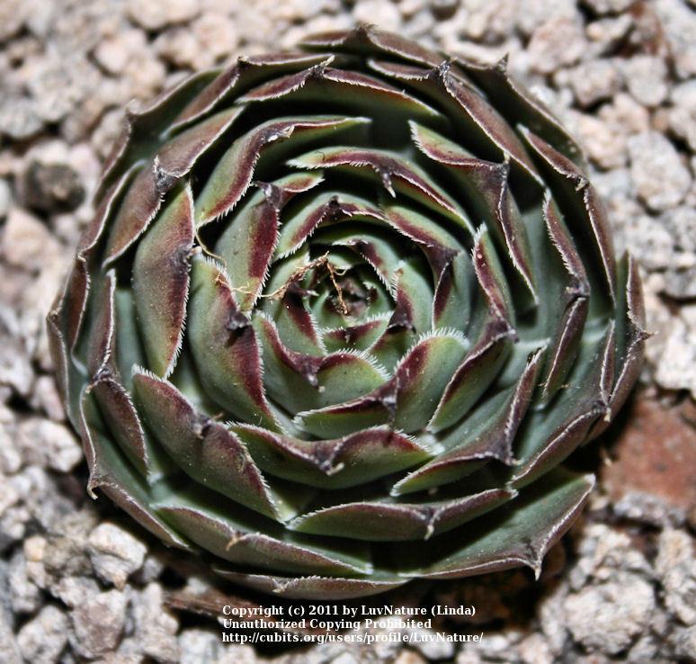 Photo of Hen and Chicks (Sempervivum 'Blue Moon') uploaded by LuvNature