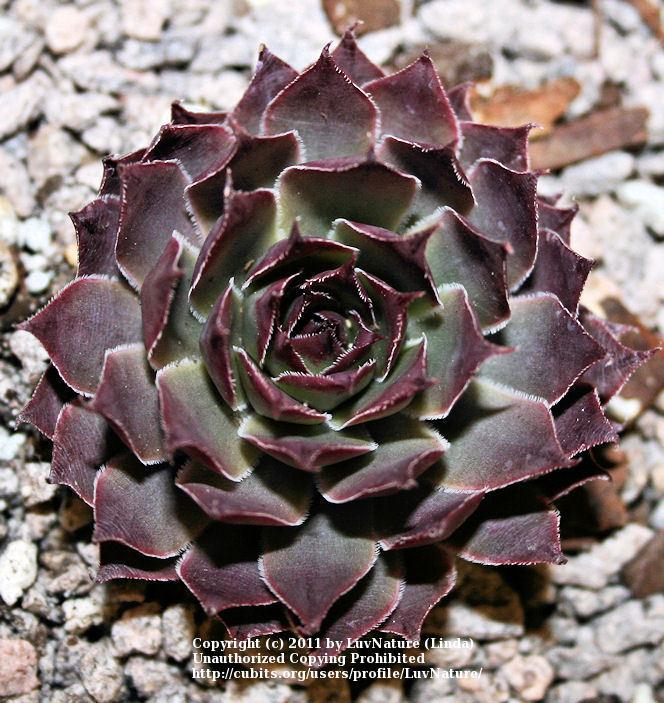 Photo of Hen and Chicks (Sempervivum 'Jungle Shadows') uploaded by LuvNature