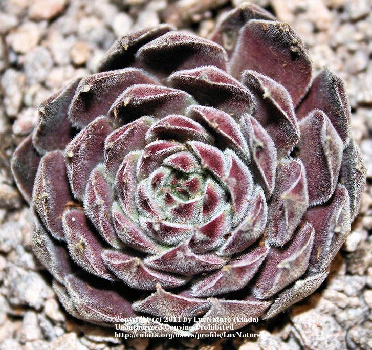 Photo of Hen and Chicks (Sempervivum 'Purdy's 90-1') uploaded by LuvNature