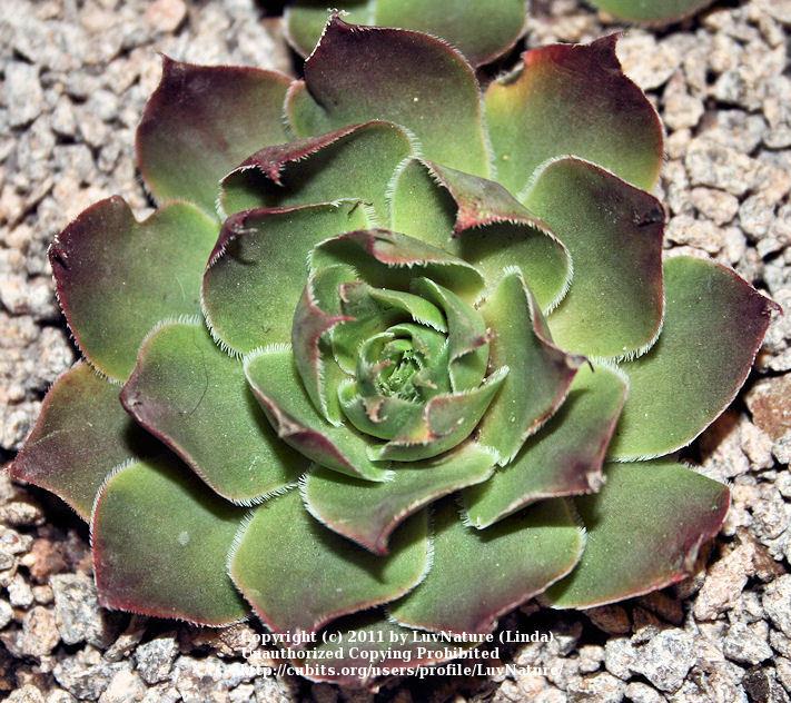 Photo of Hen and Chicks (Sempervivum 'Summerwine') uploaded by LuvNature