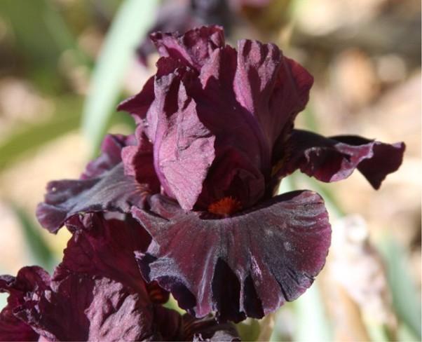 Photo of Intermediate Bearded Iris (Iris 'Jump Start') uploaded by avmoran