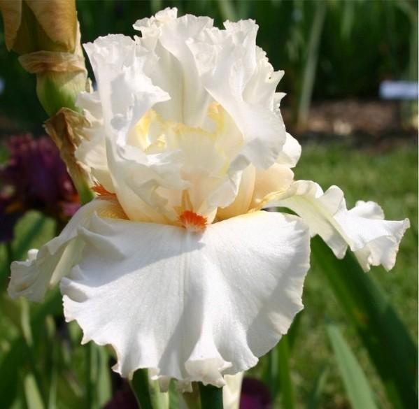Photo of Tall Bearded Iris (Iris 'Jersey Bounce') uploaded by avmoran