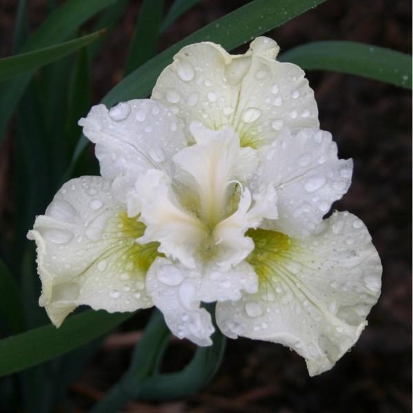 Photo of Siberian Iris (Iris 'Joyce Cole') uploaded by avmoran