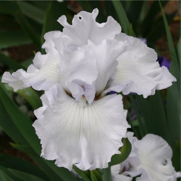 Photo of Tall Bearded Iris (Iris 'Lady of Leoness') uploaded by avmoran