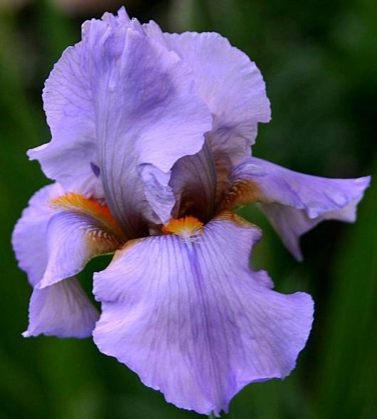 Photo of Tall Bearded Iris (Iris 'Lavender Interlude') uploaded by avmoran