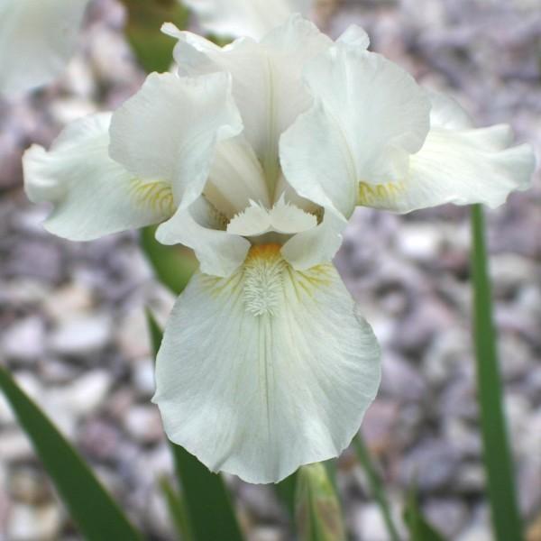 Photo of Intermediate Bearded Iris (Iris 'Low Ho Silver') uploaded by avmoran