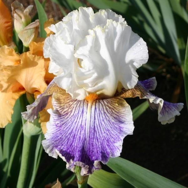 Photo of Tall Bearded Iris (Iris 'Magic Happens') uploaded by avmoran