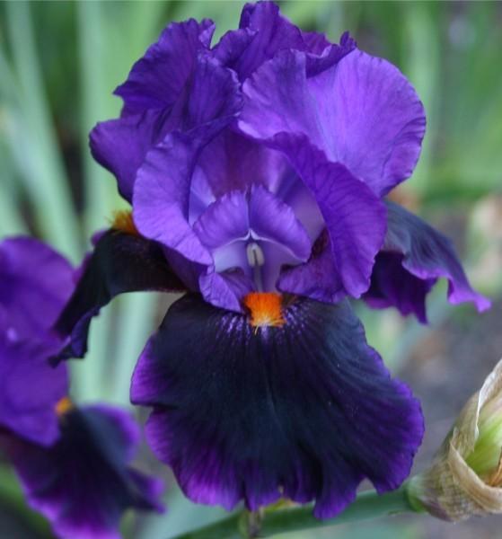 Photo of Tall Bearded Iris (Iris 'Local Color') uploaded by avmoran