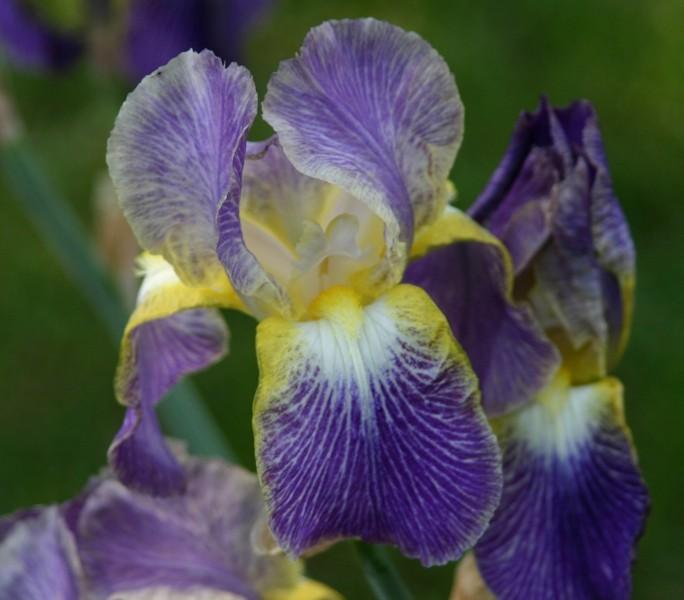 Photo of Tall Bearded Iris (Iris 'Moonlit Sea') uploaded by avmoran