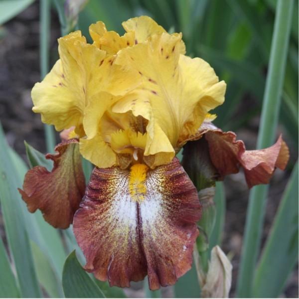 Photo of Tall Bearded Iris (Iris 'Off Broadway') uploaded by avmoran