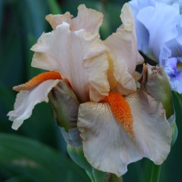 Photo of Tall Bearded Iris (Iris 'Meteor Margaret') uploaded by avmoran