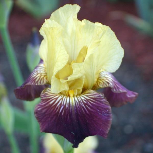 Photo of Miniature Tall Bearded Iris (Iris 'Lucy Doodle') uploaded by avmoran