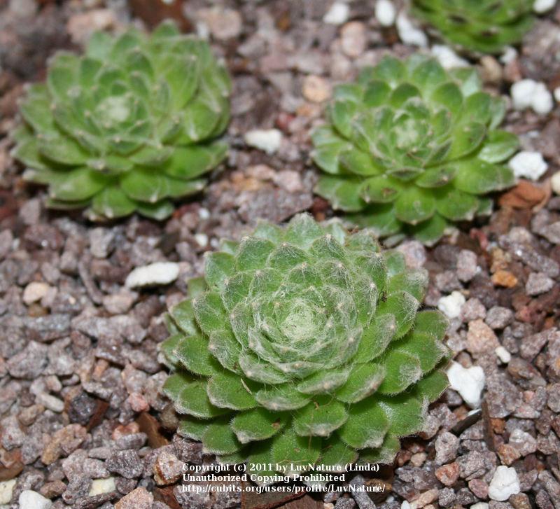 Photo of Hen and Chicks (Sempervivum 'Zilver Crows') uploaded by LuvNature