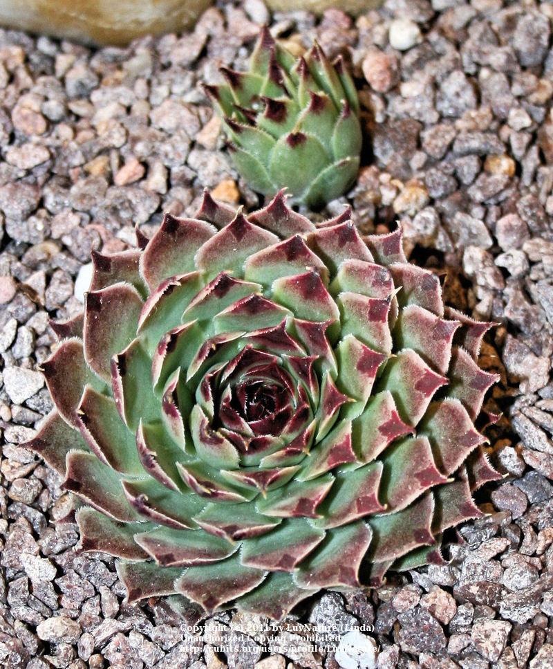 Photo of Hen and Chicks (Sempervivum calcareum 'Sir William Lawrence') uploaded by LuvNature