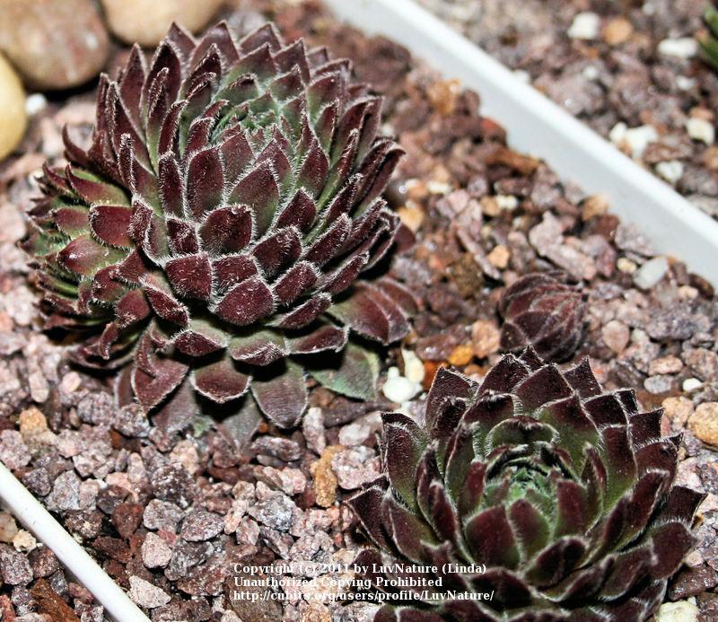 Photo of Hen and Chicks (Sempervivum 'Spherette') uploaded by LuvNature