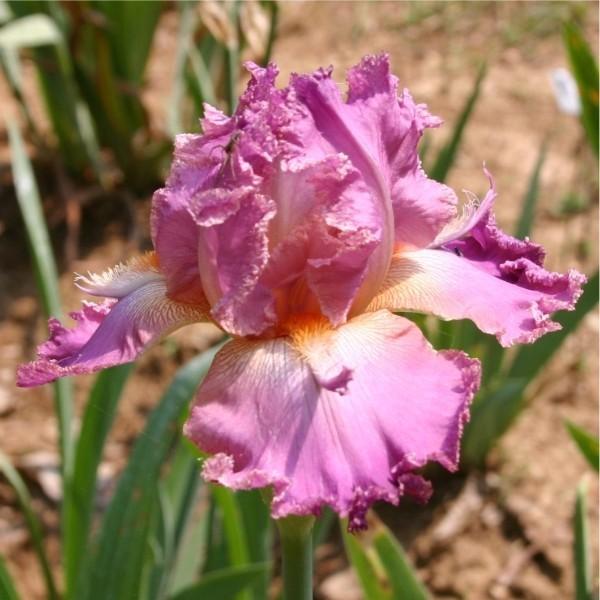 Photo of Tall Bearded Iris (Iris 'Mannekin Pis') uploaded by avmoran