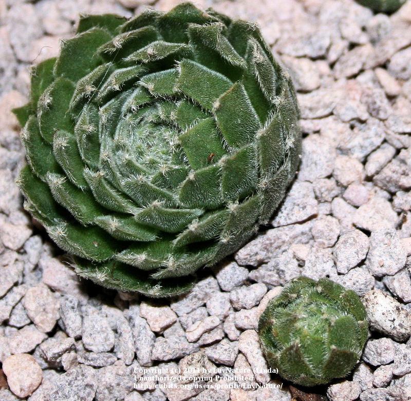Photo of Hen and Chicks (Sempervivum 'Aladdin') uploaded by LuvNature