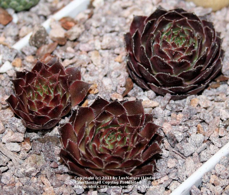 Photo of Hen and Chicks (Sempervivum 'Red Lion') uploaded by LuvNature