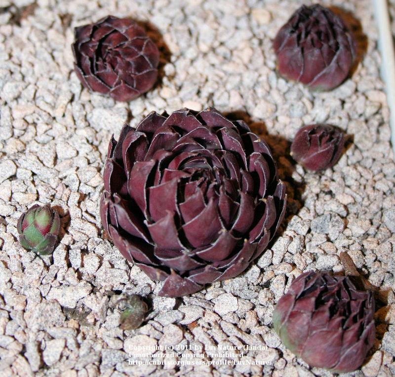 Photo of Hen and Chicks (Sempervivum tectorum 'Rouge') uploaded by LuvNature