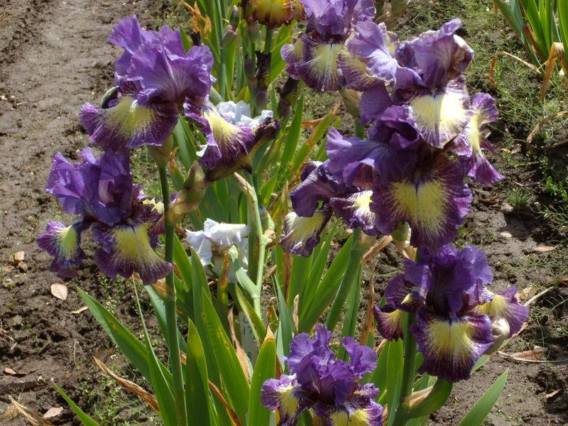 Photo of Tall Bearded Iris (Iris 'Foolish Dreamer') uploaded by Betja
