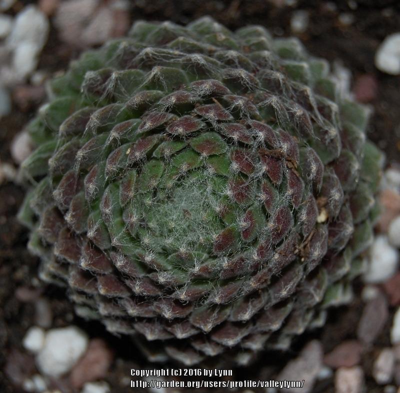 Photo of Hen and Chicks (Sempervivum 'Pacific Feather Power') uploaded by valleylynn