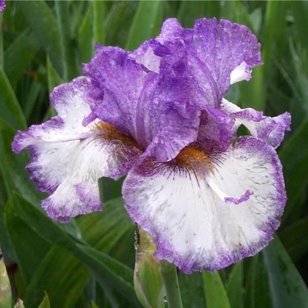 Photo of Tall Bearded Iris (Iris 'Momentous Occasion') uploaded by avmoran