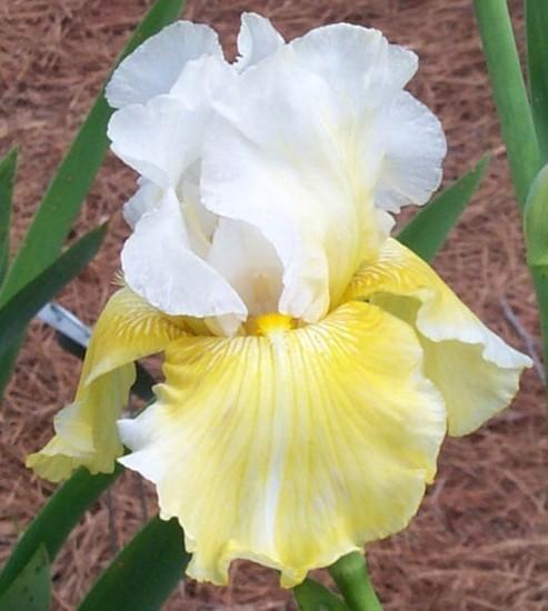 Photo of Tall Bearded Iris (Iris 'Melted Butter') uploaded by avmoran