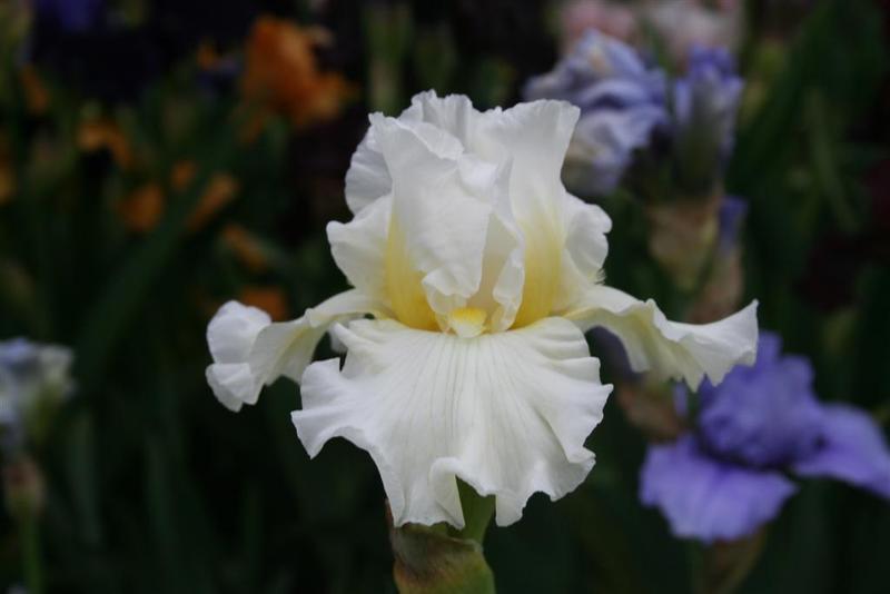 Photo of Tall Bearded Iris (Iris 'Peace Prayer') uploaded by KentPfeiffer