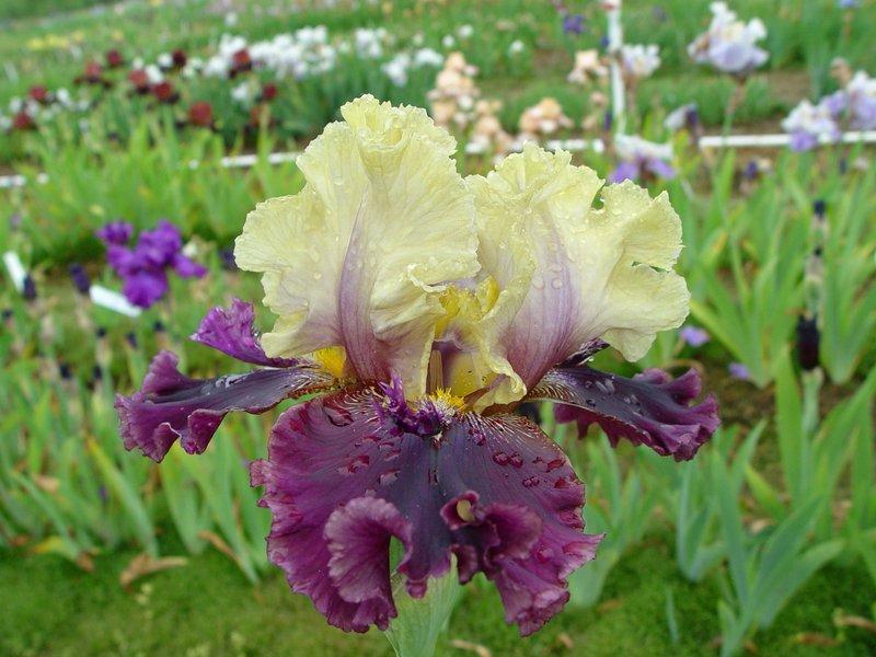 Photo of Tall Bearded Iris (Iris 'Armadillo Run') uploaded by irisloverdee
