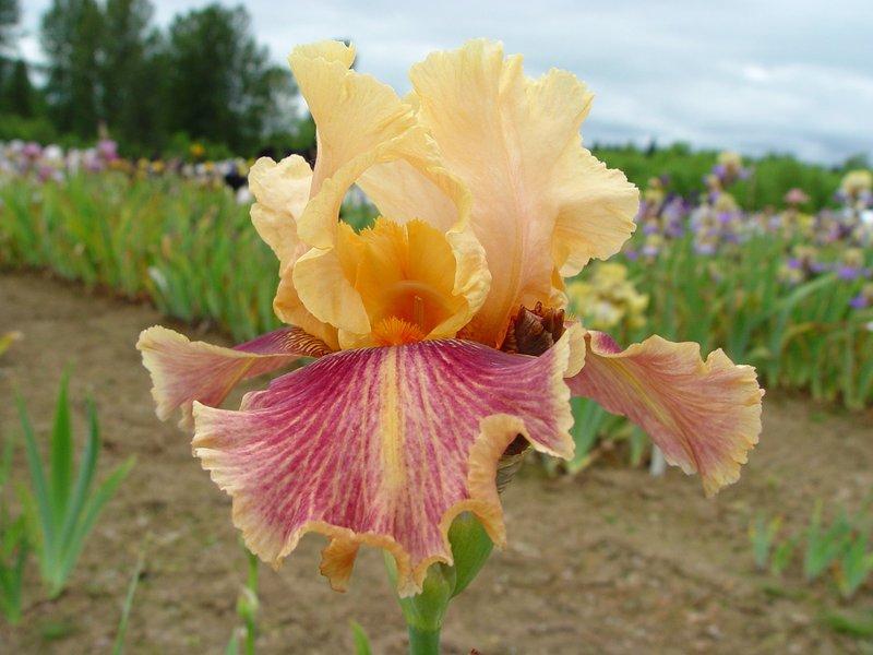 Photo of Tall Bearded Iris (Iris 'Aardvark Lark') uploaded by irisloverdee
