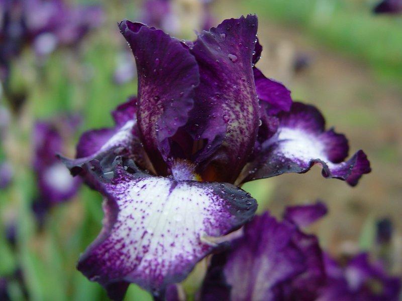 Photo of Intermediate Bearded Iris (Iris 'Attitude') uploaded by irisloverdee